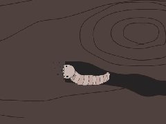 上海除蟲：家里還有多少木頭吃？