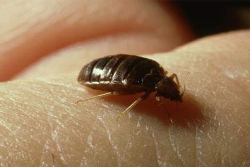 上海除蟲：太懶不常大掃除，小心臭蟲爬滿屋！