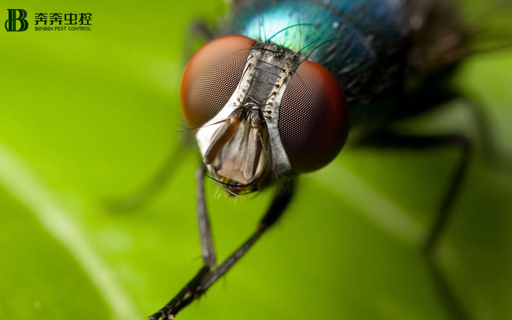 上海除蟲：&ldquo;四害&rdquo;防控知識-蒼蠅小妙招！