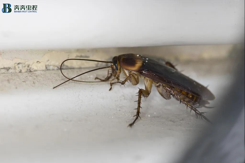 蟑螂除了臟，還有這些危害！【奔奔蟲控】