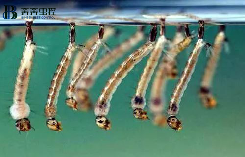 你家蚊子都是這么來(lái)的？【奔奔蟲(chóng)控】