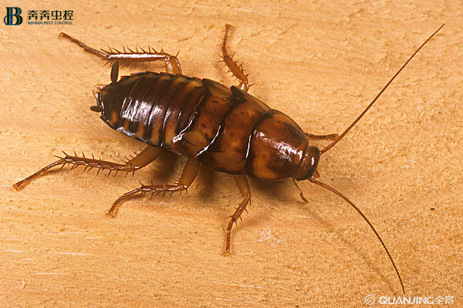 數(shù)字說(shuō)蟑，小強(qiáng)到底有多強(qiáng)？【奔奔蟲(chóng)控】