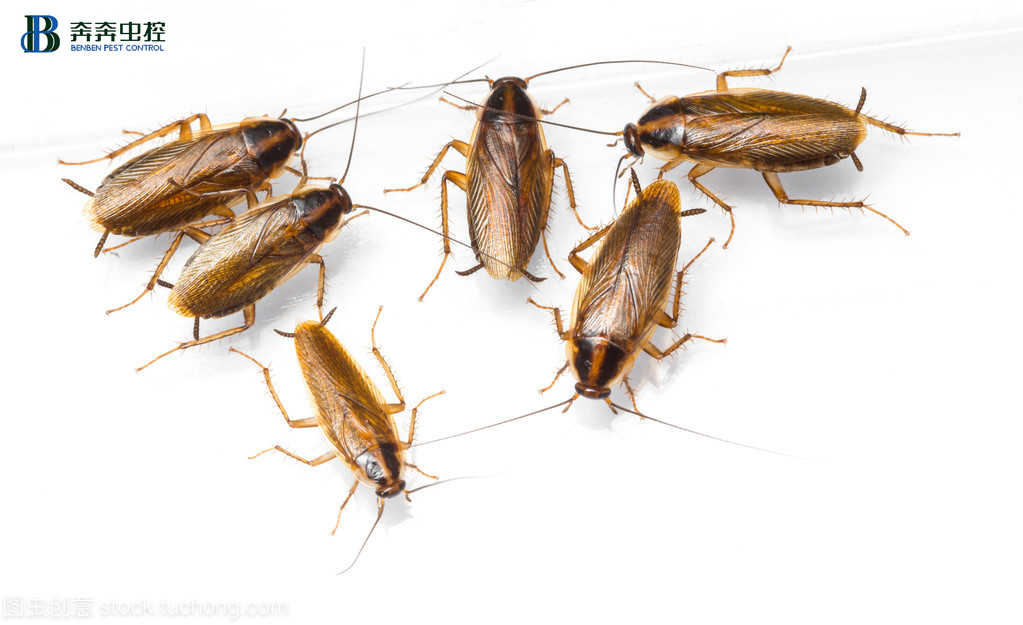 你看到的&ldquo;德國(guó)小蠊&rdquo;，也可能是它的親戚