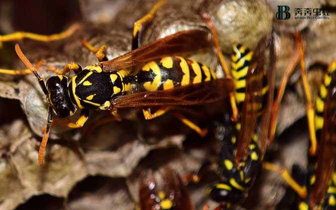 馬蜂夏季頻繁出沒(méi)，切勿擅捅！【奔奔蟲(chóng)控】