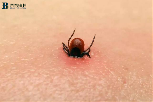 危險(xiǎn)！野外活動(dòng)可別再因它中招了!【奔奔蟲(chóng)控】