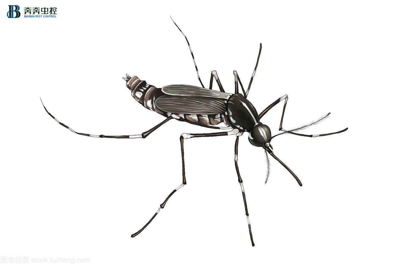 往蚊子包上劃十字，涂唾沫能止癢嗎？