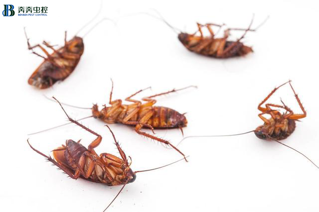 天了嚕？！小強又有了新避難&ldquo;所&rdquo;