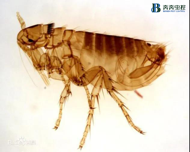 如果發(fā)現(xiàn)家中有跳蚤，只需這樣做&middot;&middot;&middot;&middot;&middot;&middot;