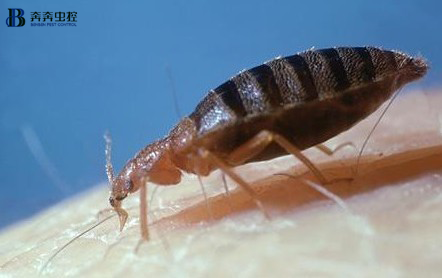 有這6個跡象說明家中已經有臭蟲了！