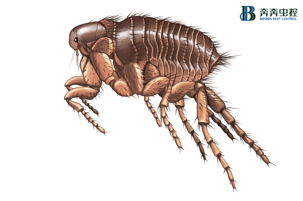家里有跳蚤咋辦，總結整理n種除滅跳蚤的小妙招