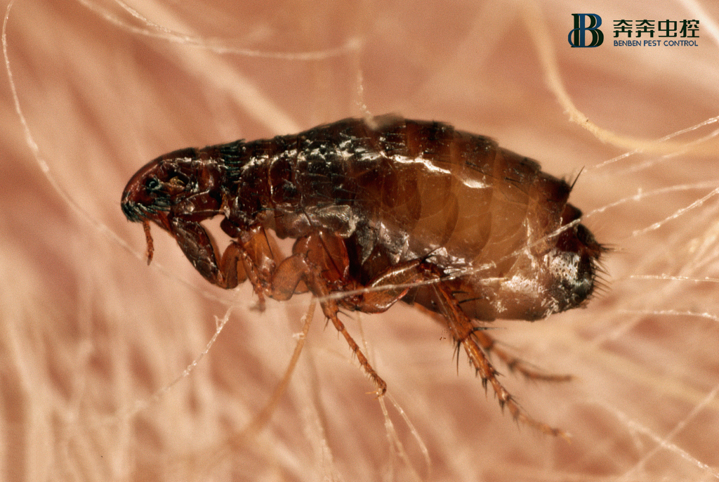 漲姿勢，跳蚤不吸血竟然也可以活一年！