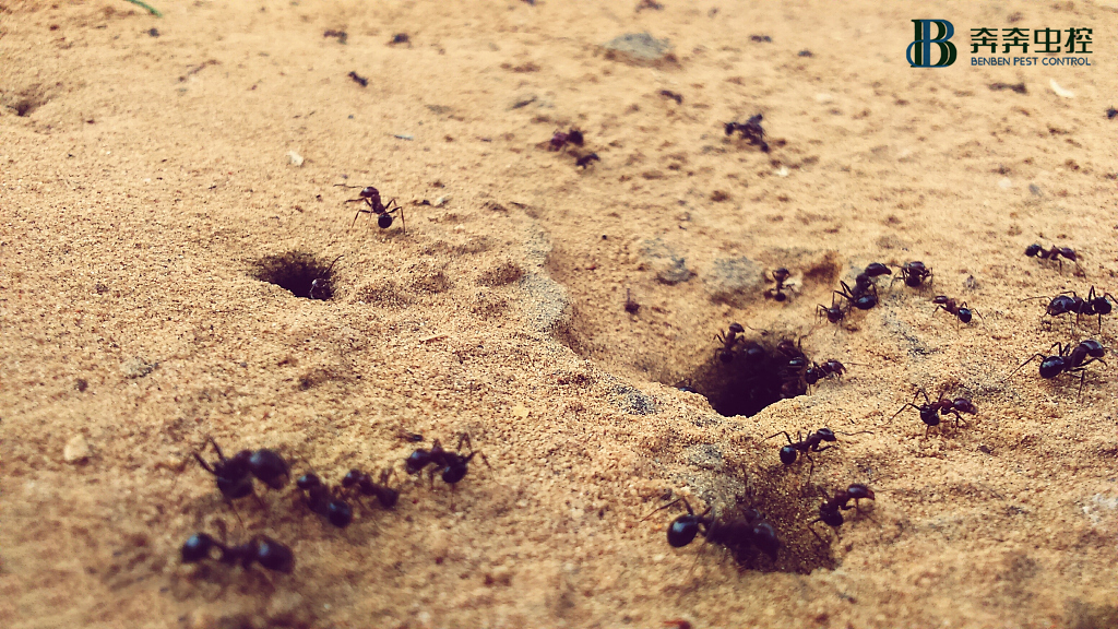 螞蟻怕什么，這3種東西螞蟻從此跟你家說再見！