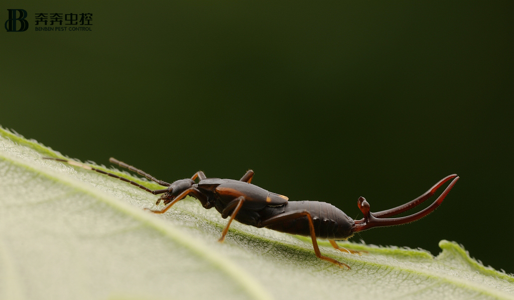 蠼螋是什么生物？它真的會(huì)鉆進(jìn)耳朵里嗎？