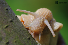 鼻涕蟲有毒嗎？蛞蝓對人有沒有危害？
