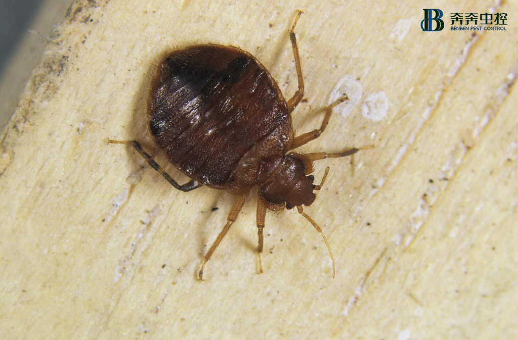 殺滅臭蟲公司告訴你酒店臭蟲從何而來？