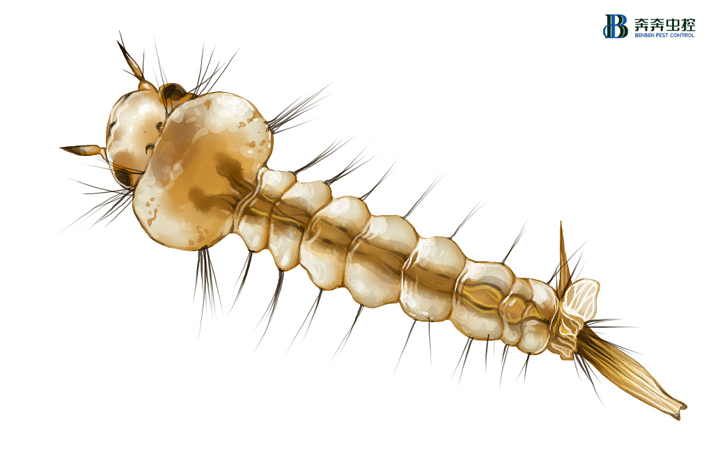 【消殺公司】孑孓是什么？怎么消滅孑孓？