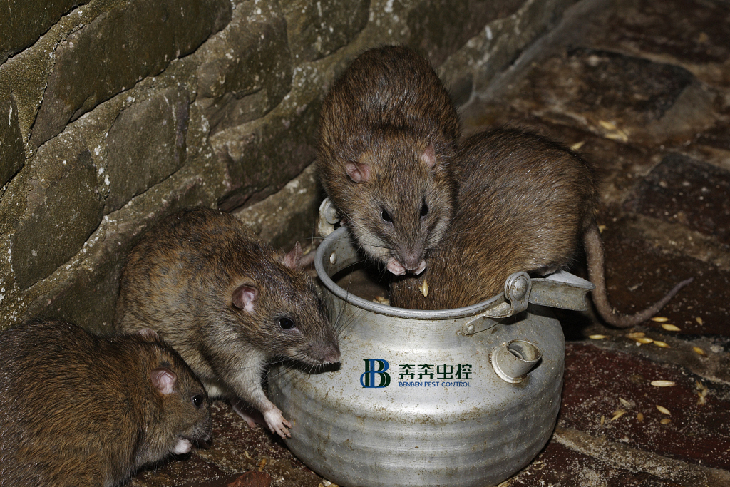 上海滅鼠公司,5個(gè)！人人都能學(xué)會(huì)的滅鼠方法