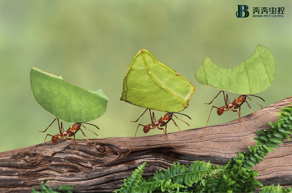 關(guān)于螞蟻，除了城市殺手法老蟻，還有哪些趣事