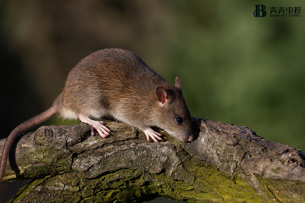 【滅老鼠公司】這才是徹底滅鼠的正確姿勢！