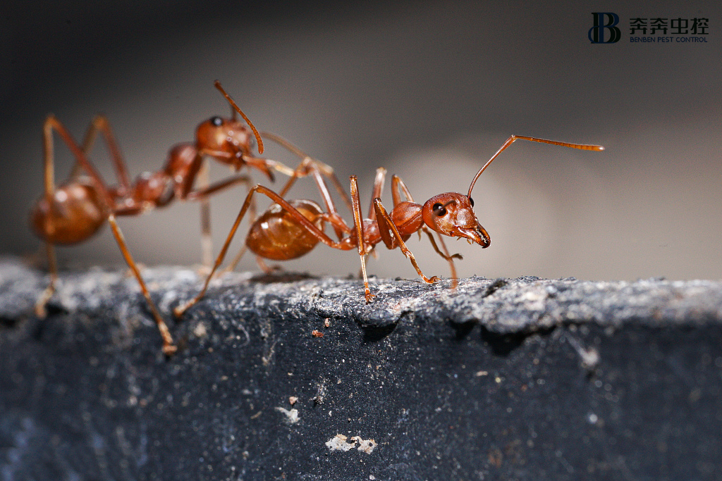 被紅火蟻叮咬可致心臟驟停，是什么螞蟻