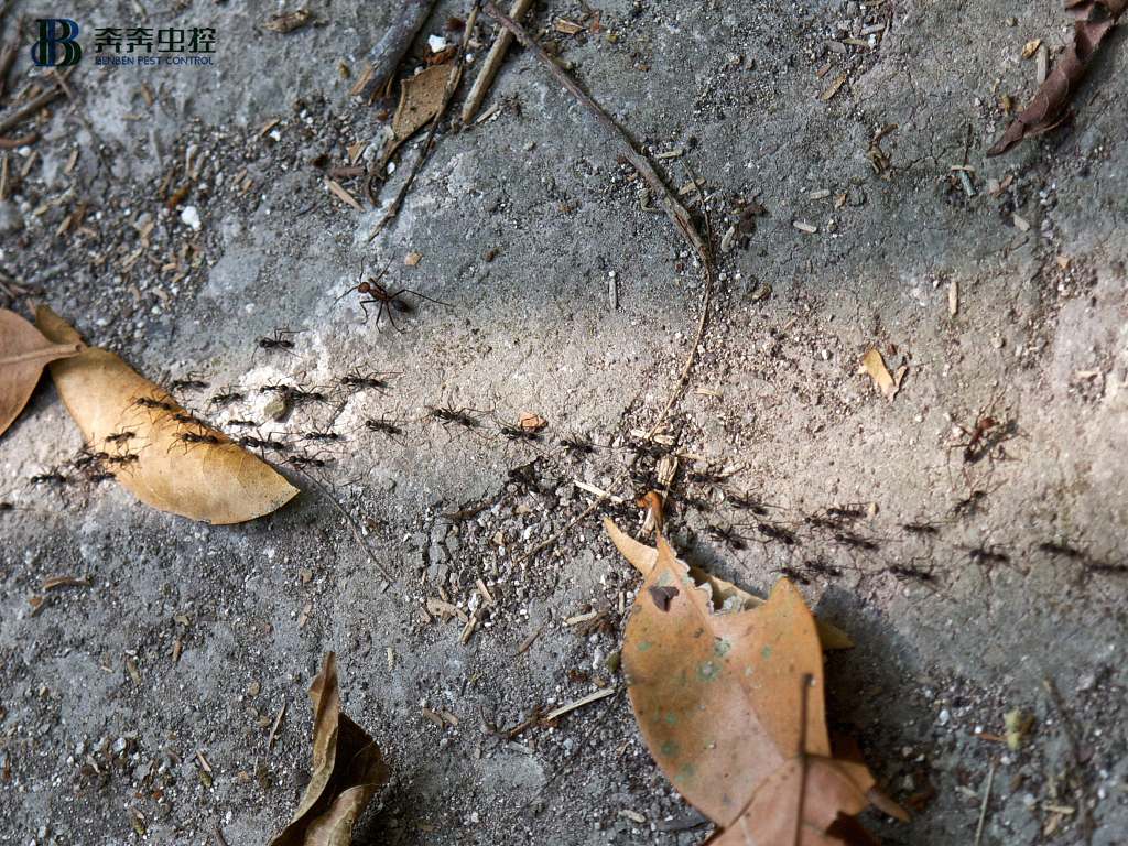 滅螞蟻公司給大家科普一下，螞蟻是如何過冬？