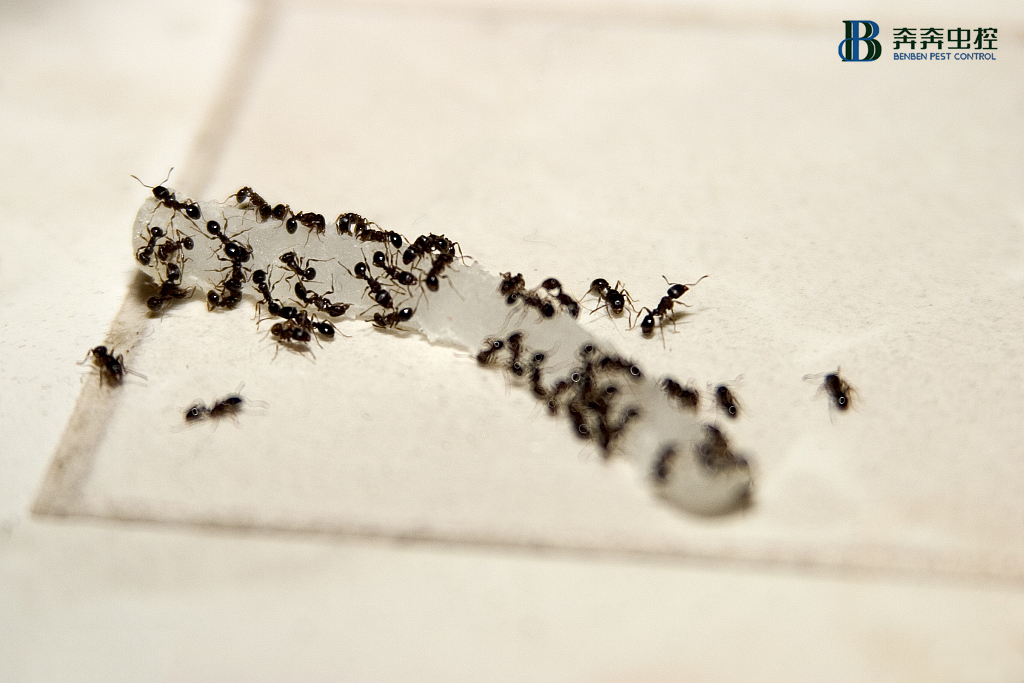 殺蟲公司|家里有螞蟻咋辦，廚房滅蟻的小方法