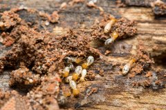 上海白蟻防治，室內(nèi)裝修中的重要性和必要性