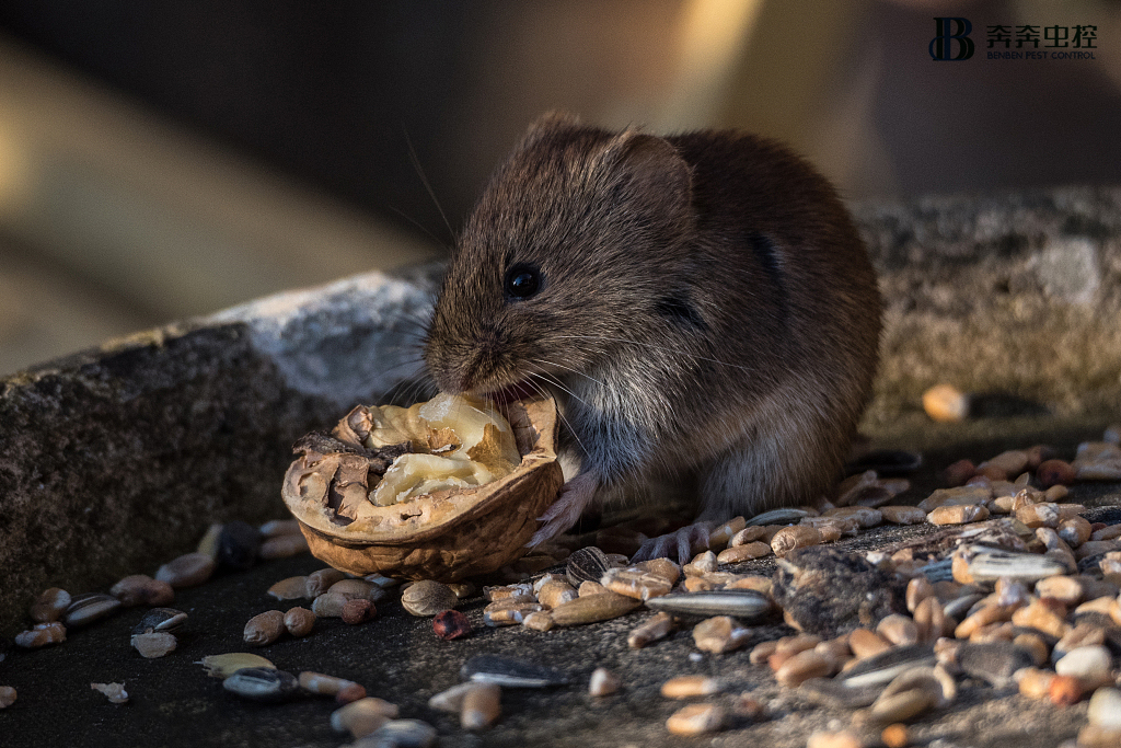 老鼠怕什么？滅鼠公司告訴你老鼠怕&ldquo;恐怖氣味