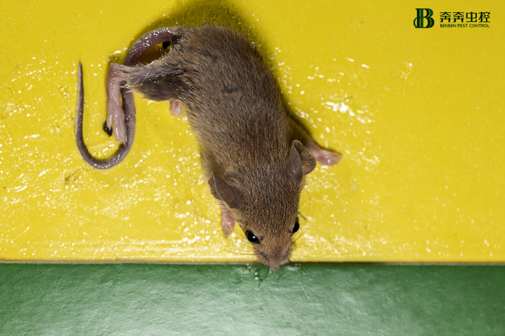 專業(yè)滅鼠公司帶你了解老鼠的13種習(xí)性！