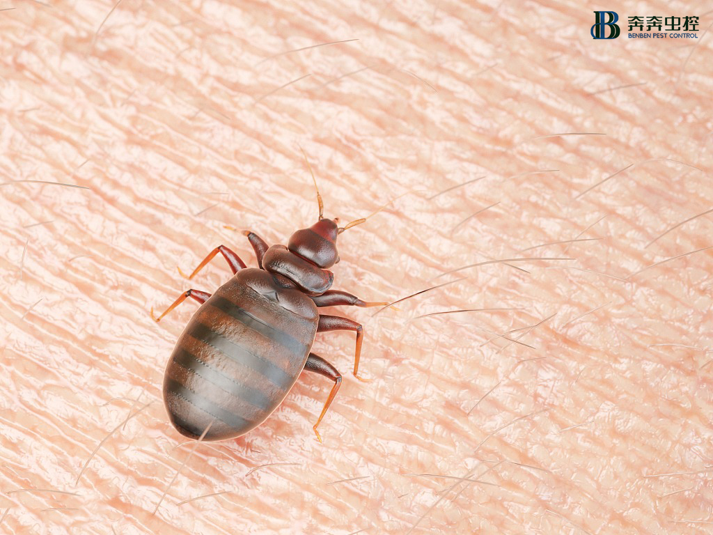 滅臭蟲公司|7個方面帶你詳細(xì)了解臭蟲！