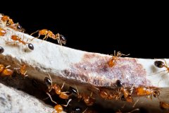 滅螞蟻公司|家里有螞蟻怎么辦能除根嗎？