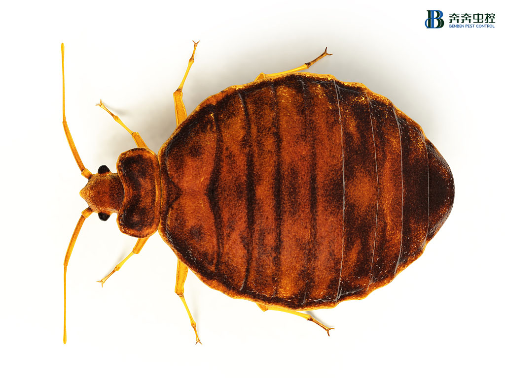 小心！有&ldquo;臭蟲&rdquo;警報(bào)！