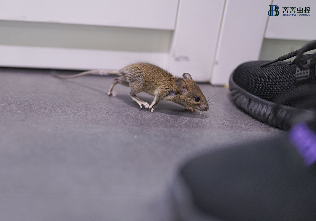 老鼠對人類、農(nóng)牧業(yè)和工業(yè)的危害都有哪些危害