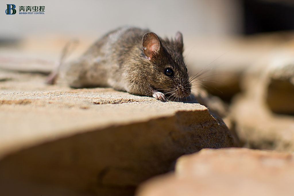 專業(yè)殺蟲公司如何有效滅鼠&darr;&darr;