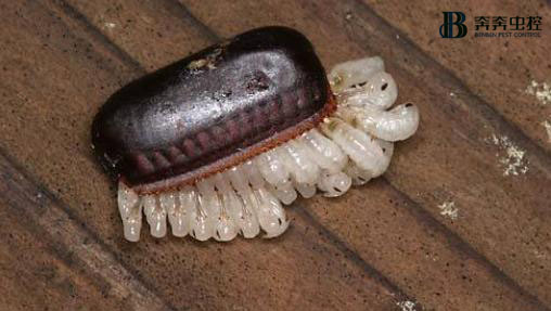 蟑螂卵怎么消滅？
