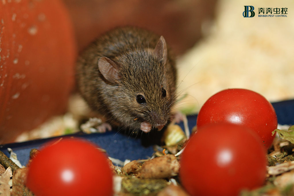 工廠鼠害多？專業(yè)滅鼠公司為您解憂！