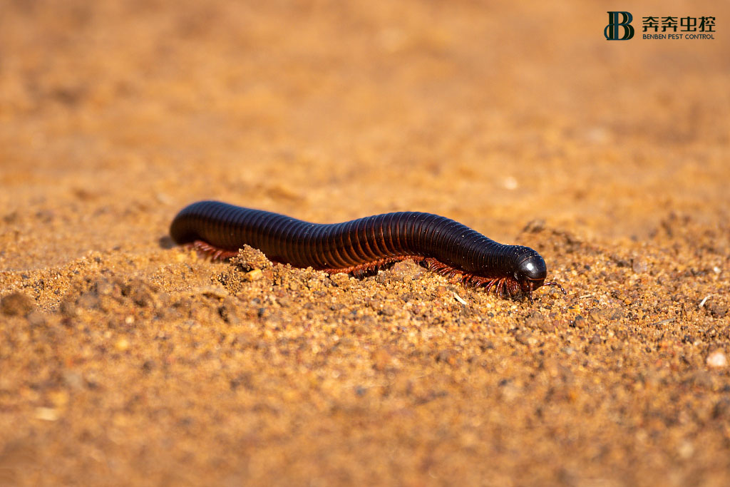 千足蟲（馬陸）是什么？怎樣殺滅它？