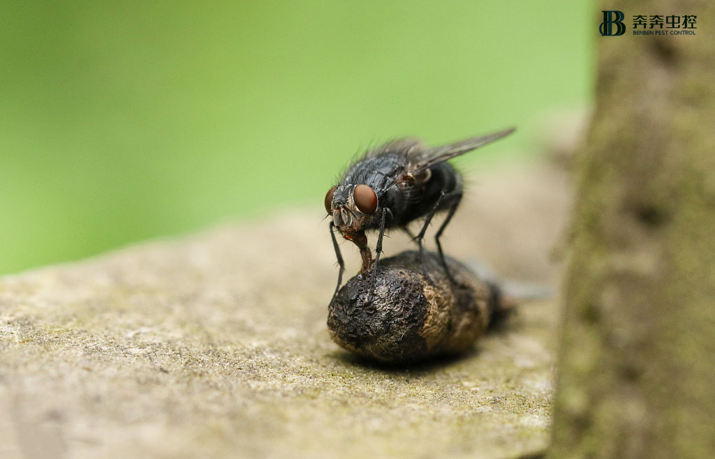 菜市場、超市、食品廠如何防治蒼蠅？