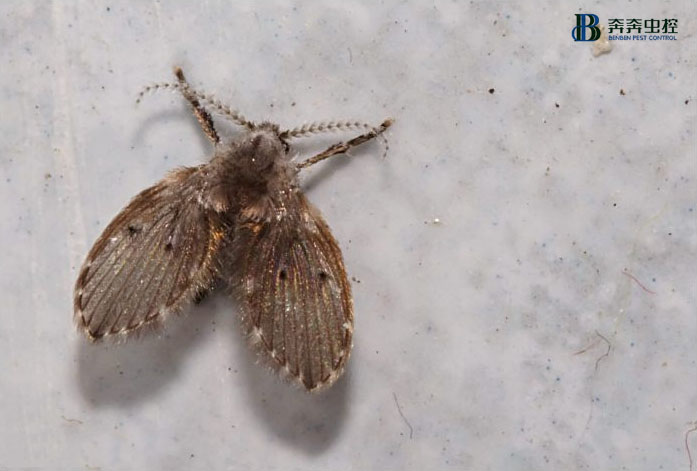 寒冷的冬天，是不是家庭防蟲就可以松一口氣了