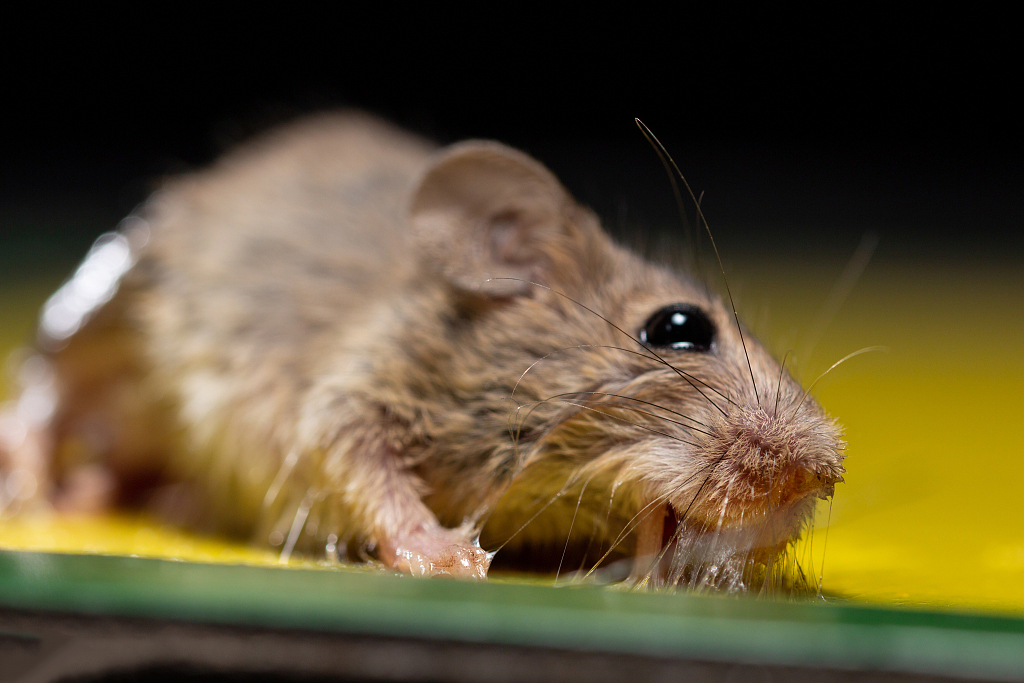 滅鼠的時(shí)候不能說(shuō)？否則老鼠就不會(huì)上當(dāng)？