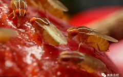 攻占你家廚房廁所的【小飛蟲】，到底是什么？