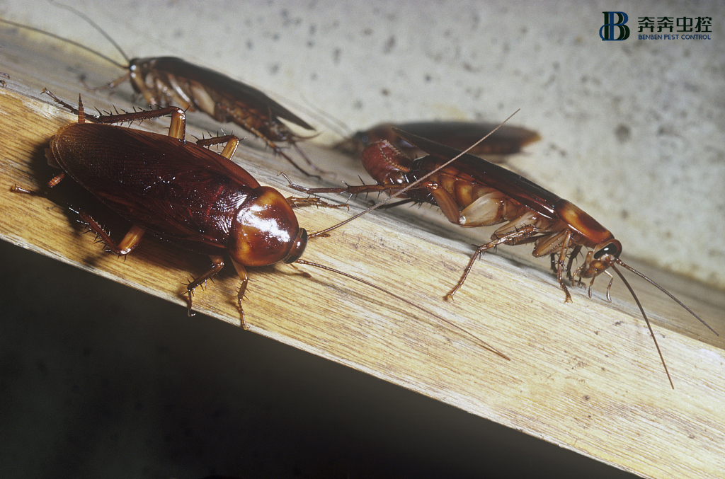 開飯店、超市必讀！消滅蟑螂哪種方法最徹底？