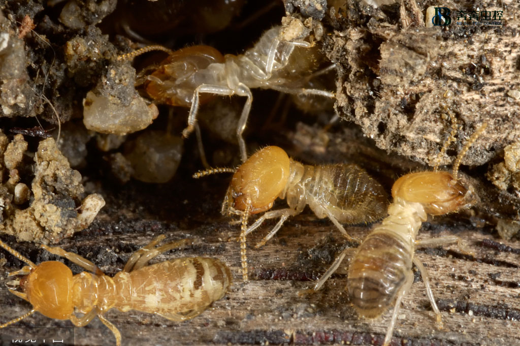 家中發(fā)現(xiàn)白蟻怎么辦？教您正確防蟻害&rarr;