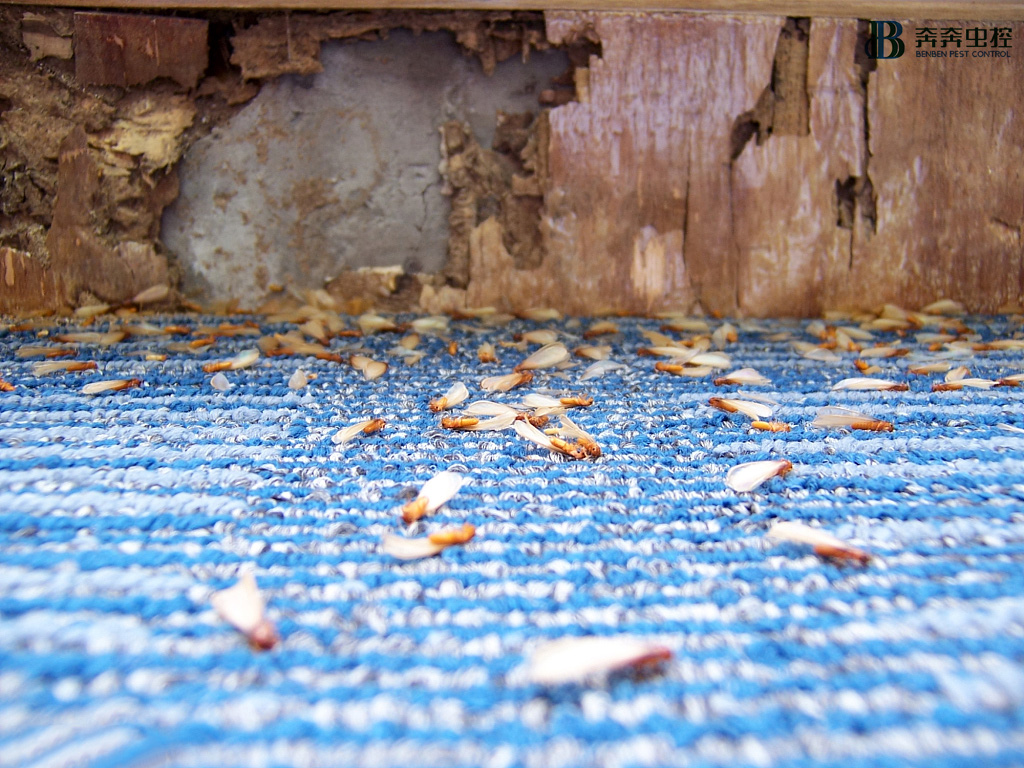 春暖花開，萬物復(fù)蘇，白蟻防治準(zhǔn)備好了嗎