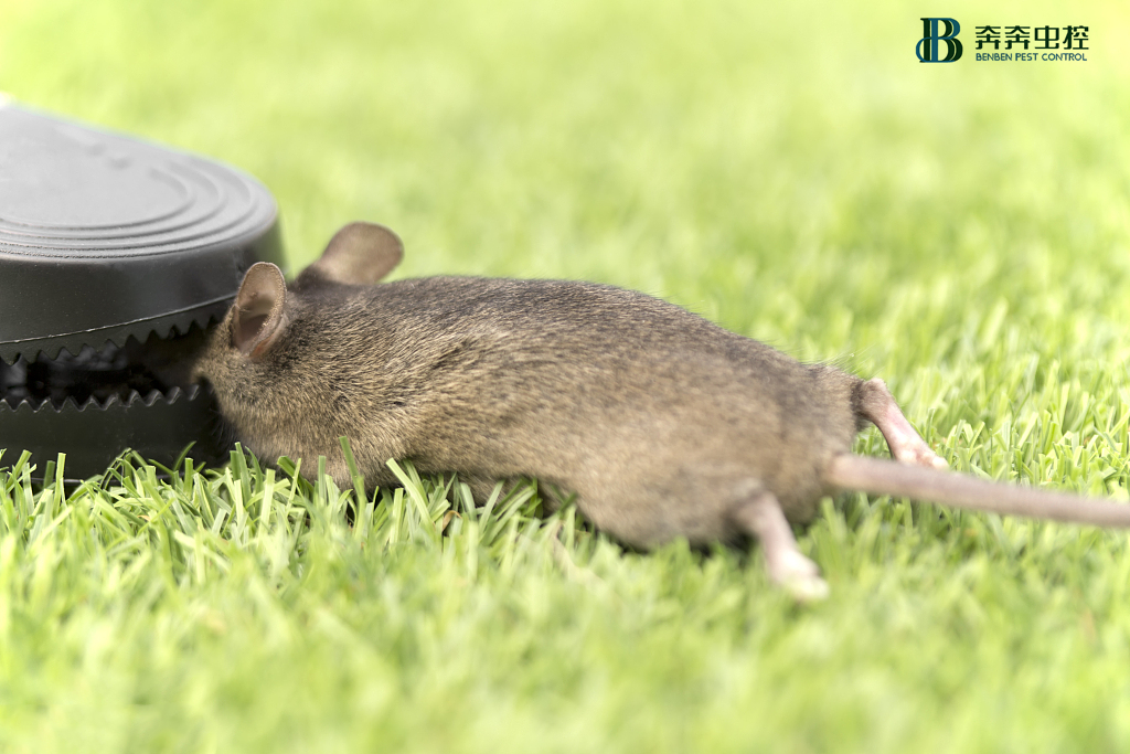 春季滅鼠知識(shí)早知道！