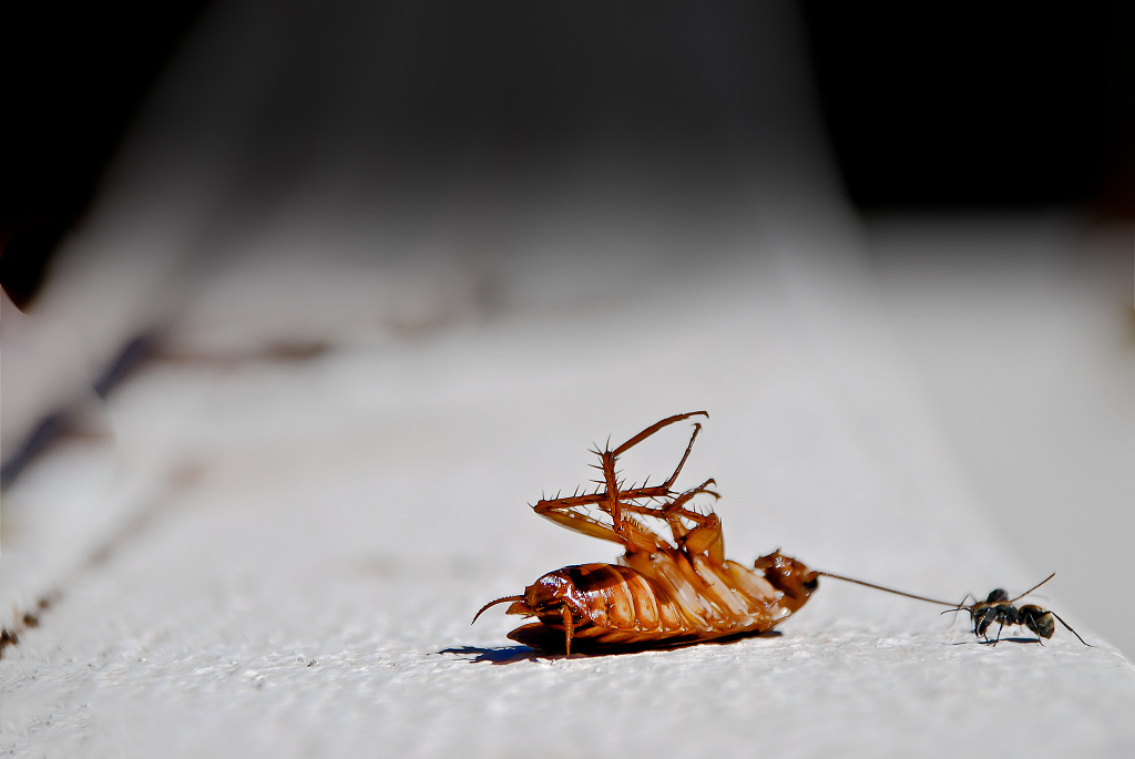 蟑螂怎么滅？殺蟑螂公司：防蟑滅蟑從源頭開始