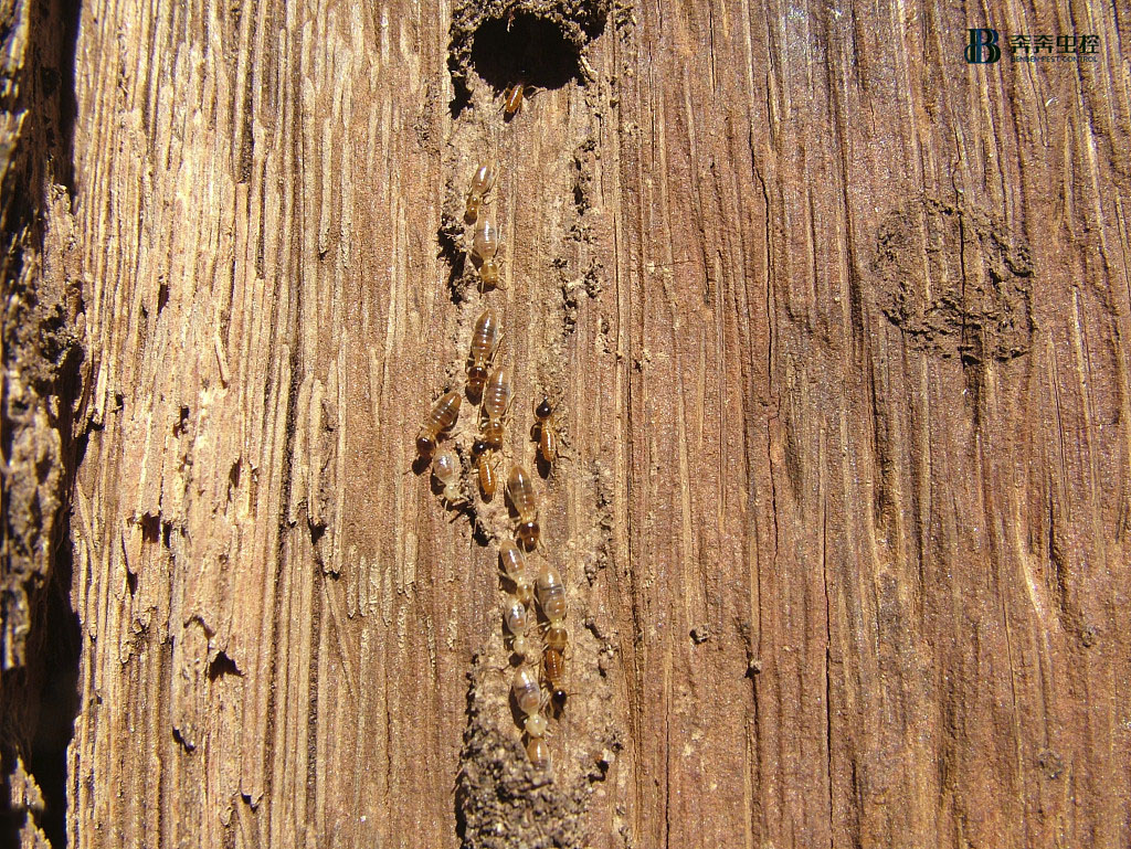 上海又進入白蟻繁殖高峰期