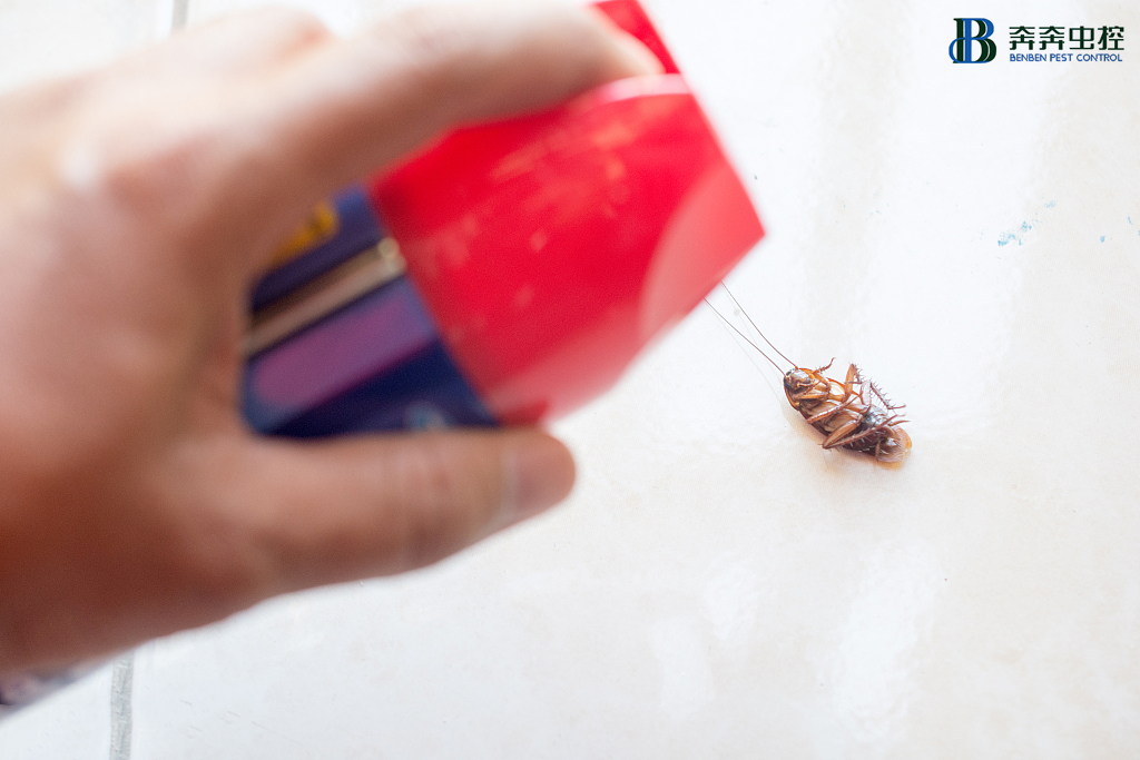 家庭滅蟑螂要記住這&ldquo;三不要&rdquo;