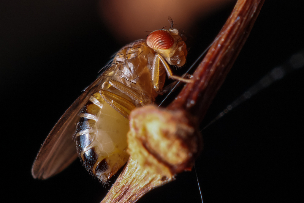 四害會傳播哪些疾病，以及如何防治？