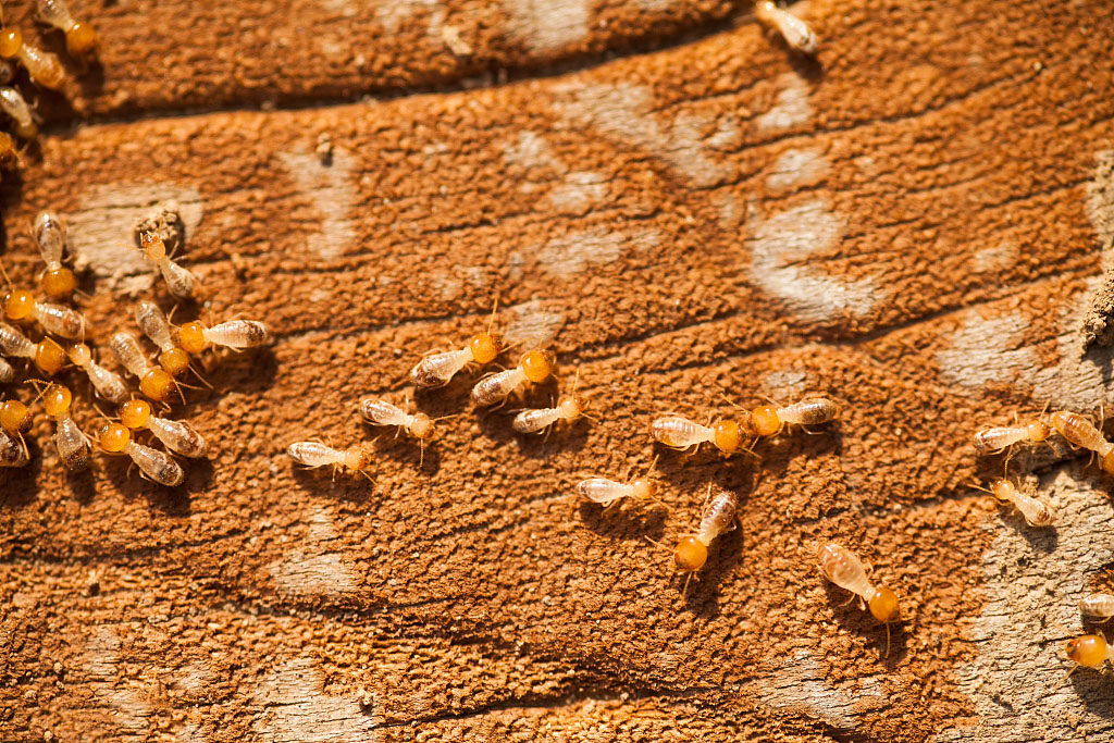 家中白蟻出沒，專業(yè)殺蟲公司可提供防治服務(wù)
